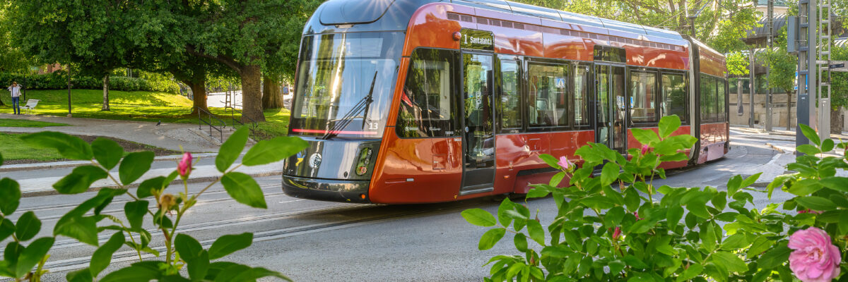 Tampereen Ratikka ruusupensaiden takaa kuvattuna kesällä 2024