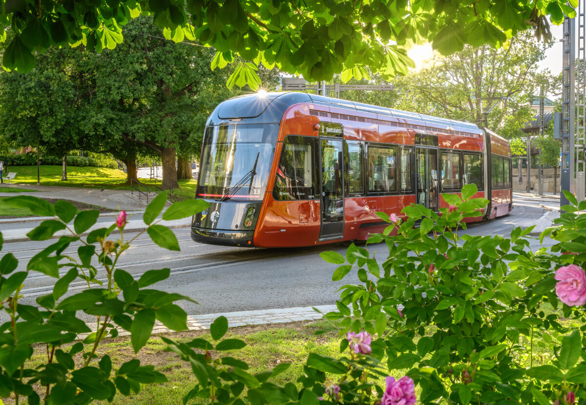 Tampereen Ratikka ruusupensaiden takaa kuvattuna kesällä 2024