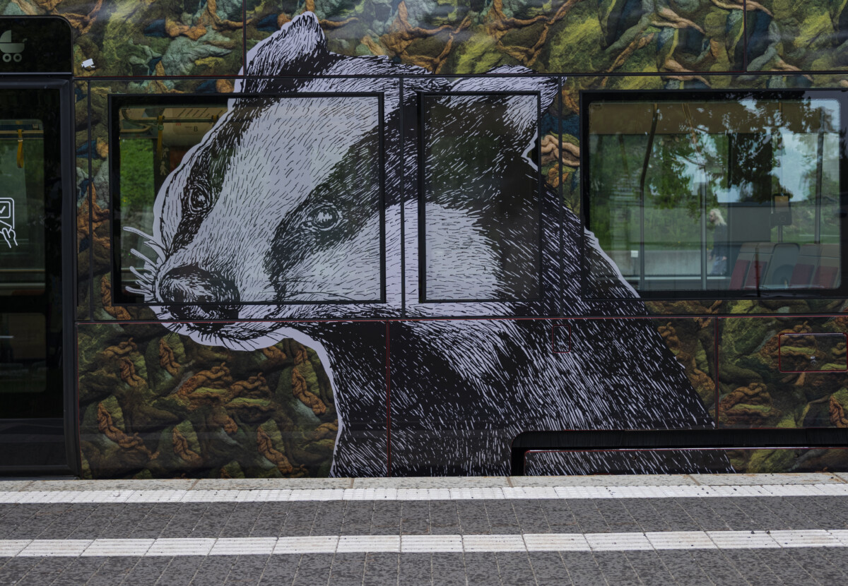 Morottavat metsäneläimet Mäyrä